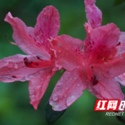 岳麓山迎花海盛放：三条特色线路+全方位保障，邀您清明赴约