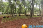 绿心腹地育新苗 林下经济兴乡村