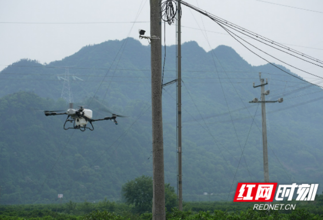 低空经济赋能柑橘产业 科技飞防破解用工难题