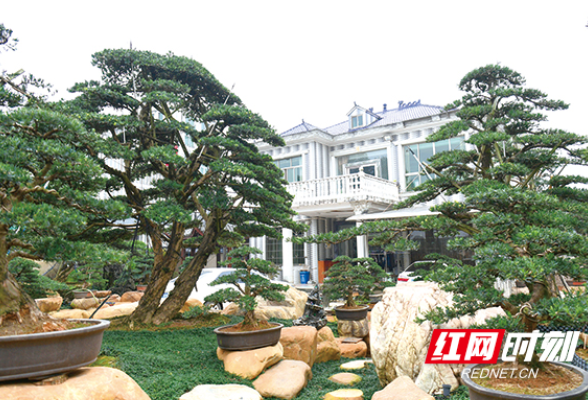 院里种下两棵“浏阳树”，已成为谢家“传家宝”