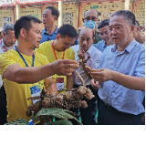 首届中国林下生态黄精产业发展研讨会在湖南新化召开