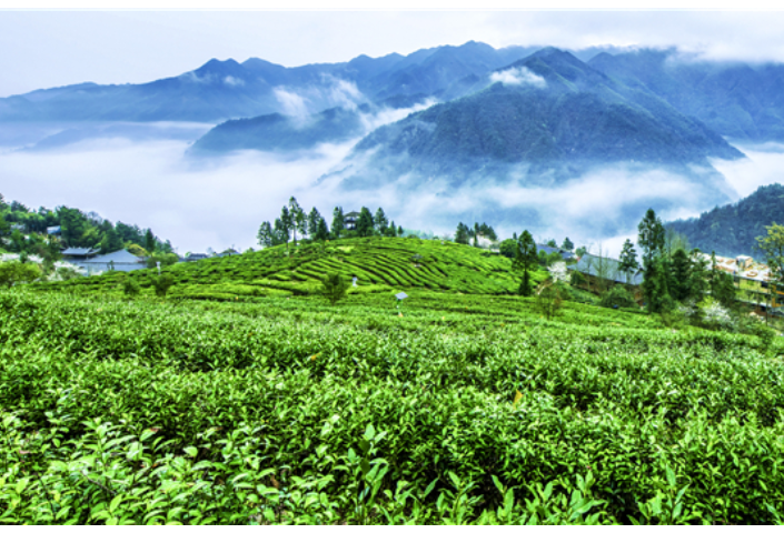 茶香氤氲产业兴———新化县大力推进红茶产业发展