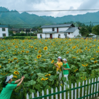 美丽乡村 游客不断