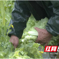 苏仙区庄门村：抢农时战雨天 土地轮作促增收