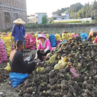 汝城县大坪镇：覆膜越冬香芋喜获丰收