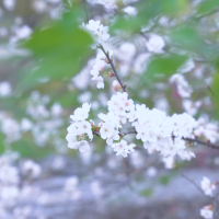 视频 | 这个春分，郴州赠你一树花开