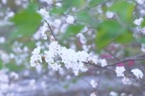 视频 | 这个春分，郴州赠你一树花开