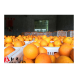 保靖：代收柑橘暖民心