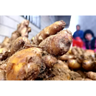 新春走基层.泸溪县兴隆场镇烂泥田村：生姜“垒”出幸福路