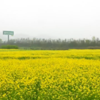 油菜花海“绘”美丽乡村画卷 不妨来暮云遇见一场浪漫花事