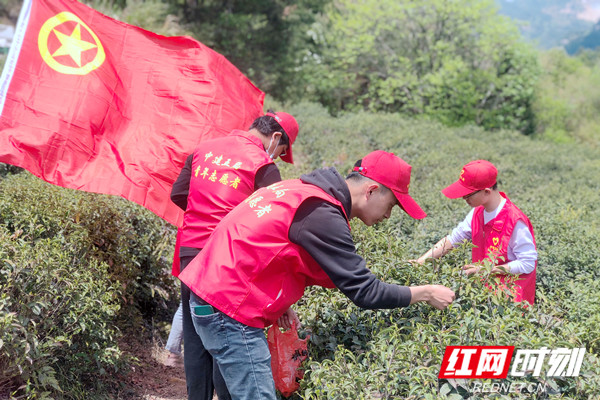 2020年4月24日，中建五局安徽公司超英志愿者在田间采茶——杨吉