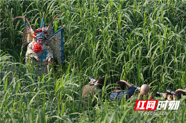 芦荡深处——何权摄。