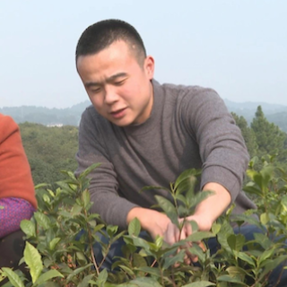 退役军人“每日一星”丨陈萌：湘潭县“90后”新茶农的“敢”与“闯”