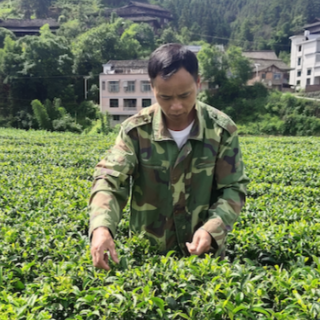 退役军人“每日一星”丨雷克用：侗乡茶香飘满湘桂边界