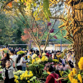 赴响鼓岭菊约：赏姿、悟韵、品香的治愈之旅