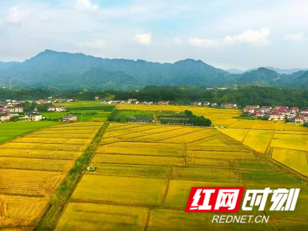 岩泊渡镇：水稻盛产抢收忙 秸秆变宝溢清香1_红网.png