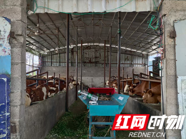 岩泊渡镇：水稻盛产抢收忙 秸秆变宝溢清香3_慈利_红网.png