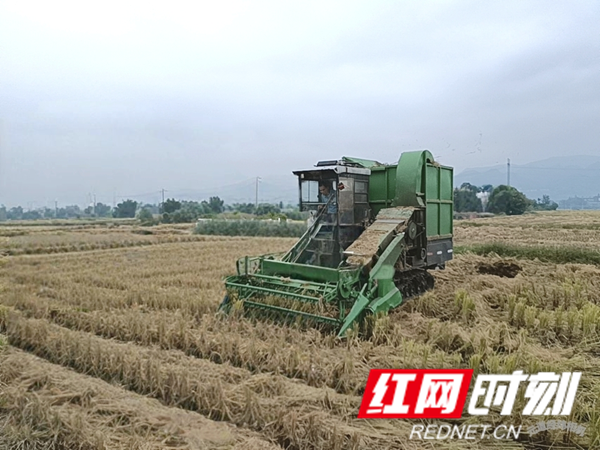 岩泊渡镇：水稻盛产抢收忙 秸秆变宝溢清香2_红网.png