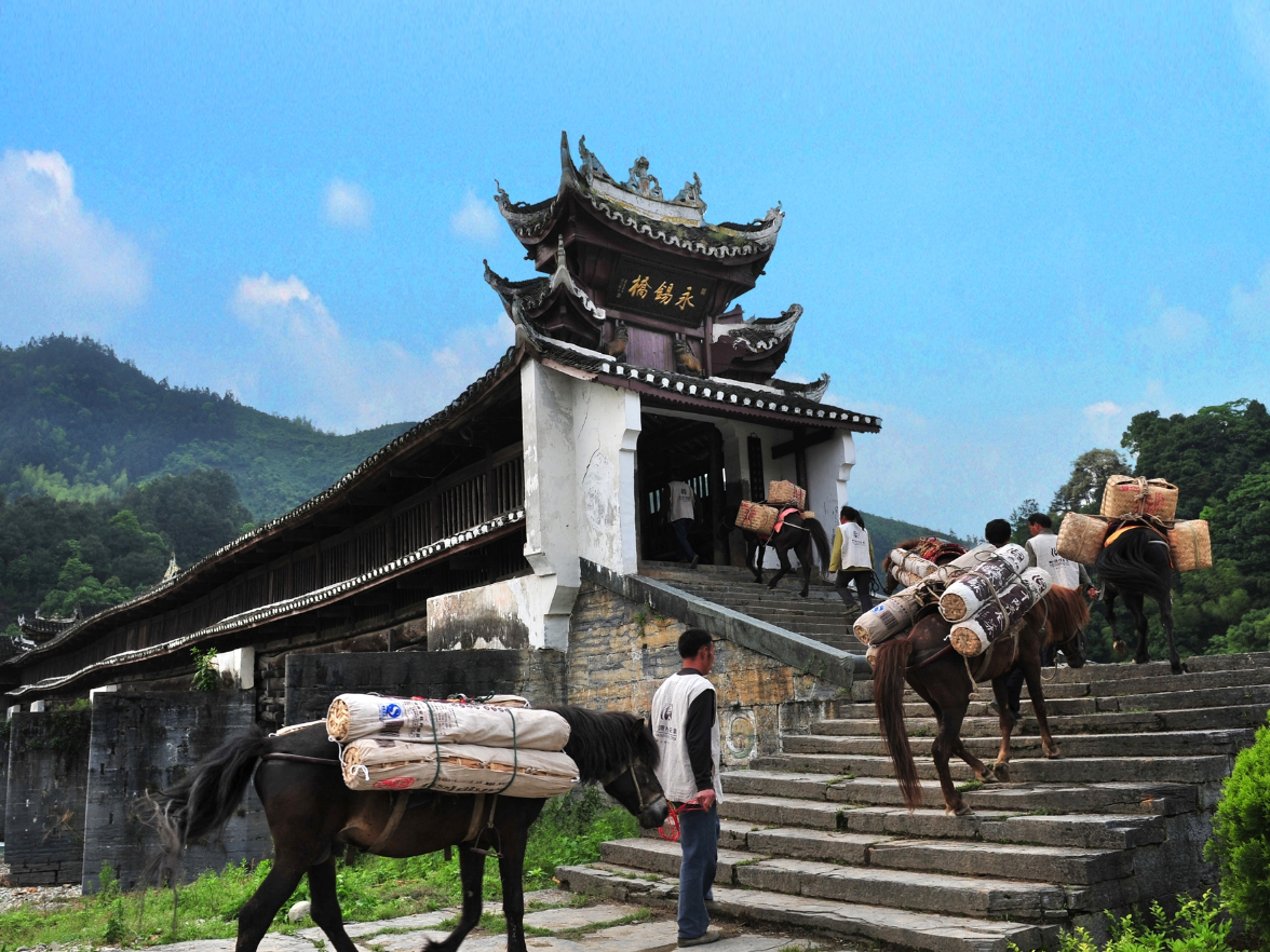 同心印记｜一缕茶香连万里 半是山河半是情