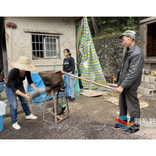 湘乡市毛田镇勤家村:小平菇撑起群众“致富梦”