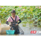 镜头里的湘潭人 | 荷塘里忙收获的小龙虾养殖户