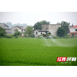 湘潭县花石镇：无人机喷洒农药一亩地只需一分钟