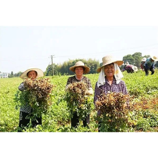 湘潭县中路铺镇柳桥村：机械化助力千亩小籽花生采摘