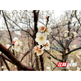 组图丨春寒虽料峭 湖南科大犹有花枝俏