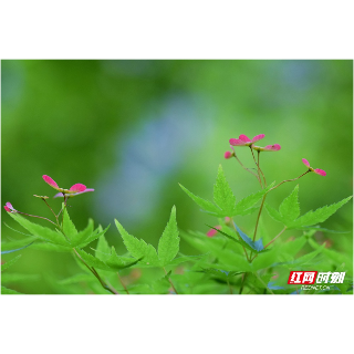 美图丨春风吹起的那抹新绿
