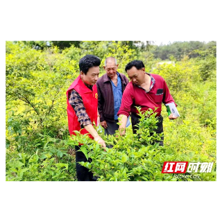心连心走基层 面对面解难题丨湘潭市委老干局组织老科技工作者助力乡村产业发展