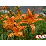 @湘潭人 路边萱草不要采 那不是黄花菜（图）