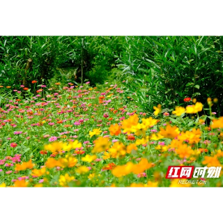 组图丨定格“莲城”夏日美好