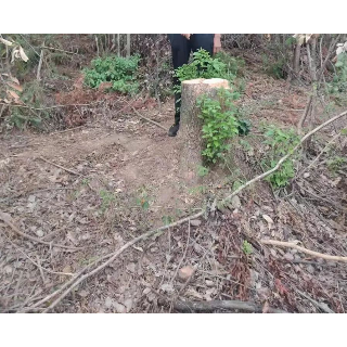 百日行动丨湘潭雨湖公安侦破一起盗伐林木案（图）