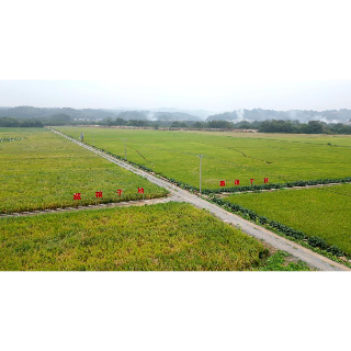 湖南省低镉水稻测产湘潭县示范片喜获丰收