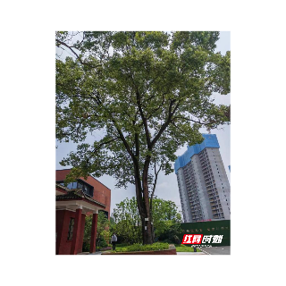 优化营商环境丨湘潭市城管园林部门积极服务企业 为古树后备资源复壮