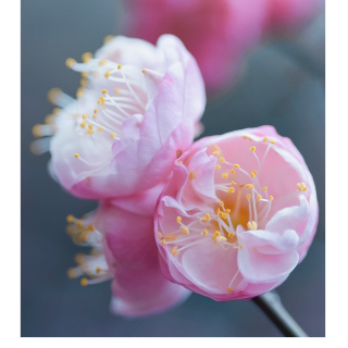 组图丨新春绽蕊 美到“梅”边