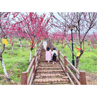 一起“桃”醉春天！湘潭梅林桃花旅游节开幕