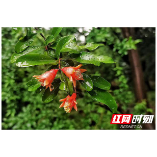 组图丨小满时节雨水盈 湘潭菊花塘公园好风景