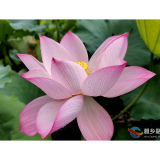 夏日限定 一池清凉！湘乡百亩荷花如期而至，千万别错过