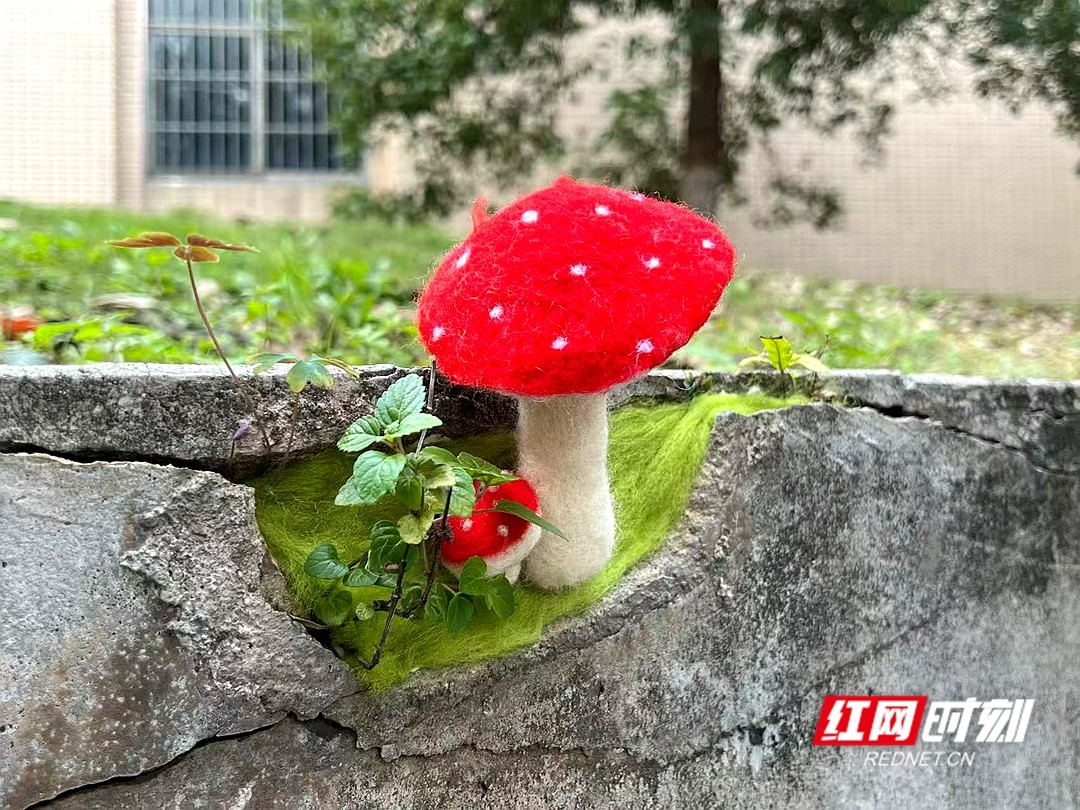 视频 | 毛茸茸、软乎乎 湖南科技大学校园冒出毛绒小可爱