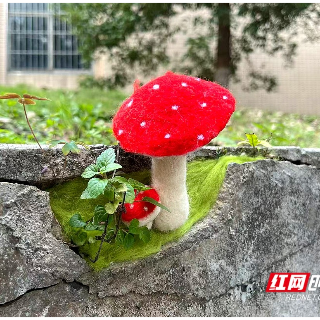 视频 | 毛茸茸、软乎乎 湖南科技大学校园冒出毛绒小可爱