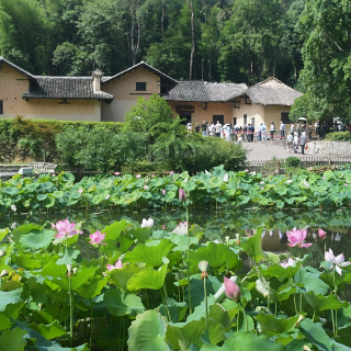 组图丨韶山：故居门前荷花开