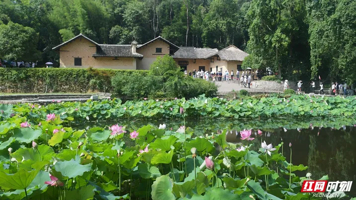 组图丨韶山：故居门前荷花开