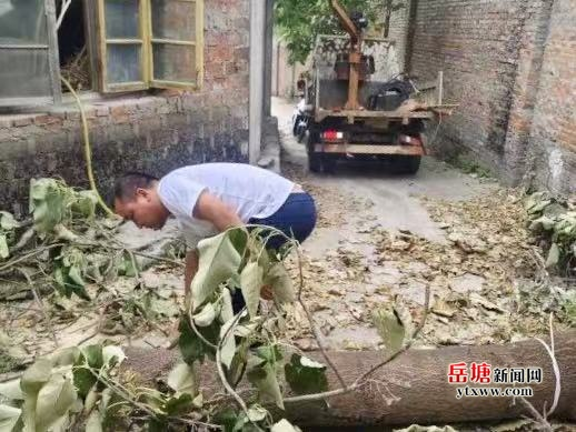 岳塘区马家河社区“三长”联动显担当 快速处置危树隐患守护居民安全