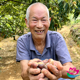  湘潭县蟠龙村：欧老的板栗“不愁卖”