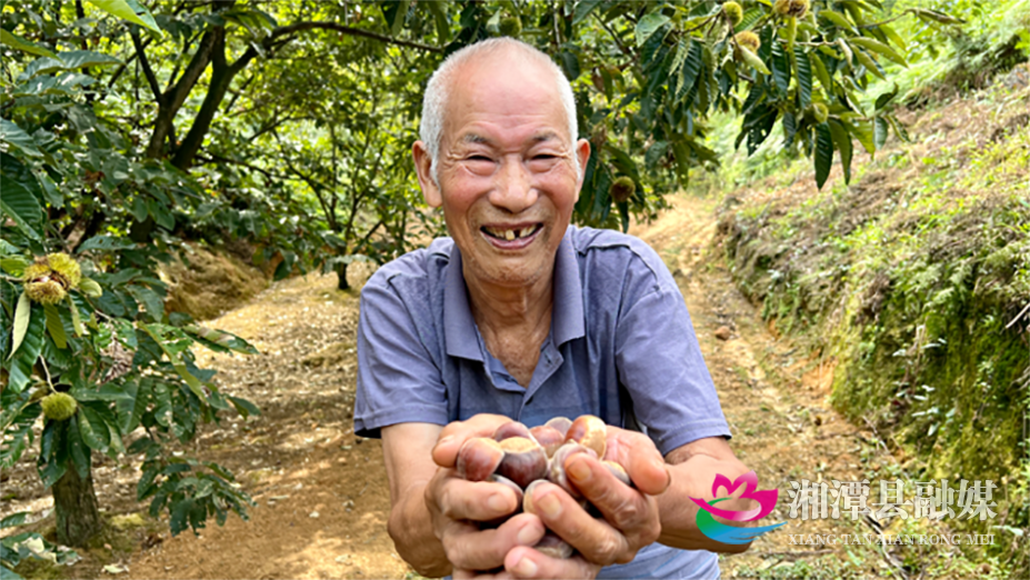  湘潭县蟠龙村：欧老的板栗“不愁卖”