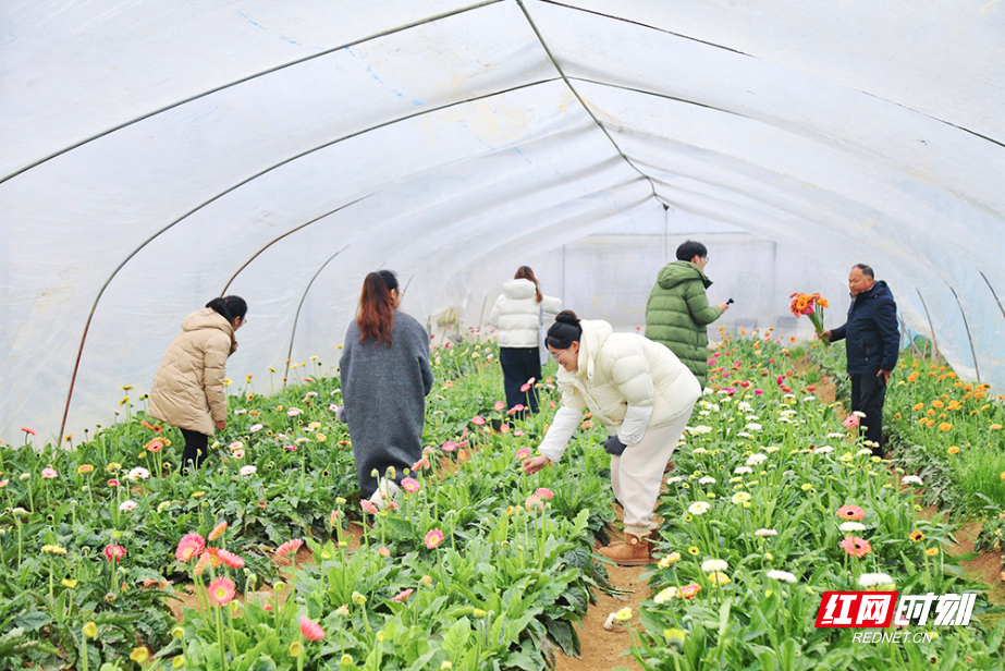 新春走基层 | 岳塘区七星村：30万株鲜花竞相绽放 “湘采鲜花”铺就振兴路