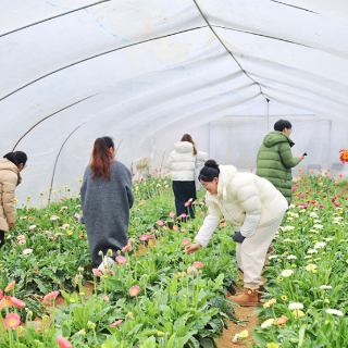 新春走基层 | 岳塘区七星村：30万株鲜花竞相绽放 “湘采鲜花”铺就振兴路