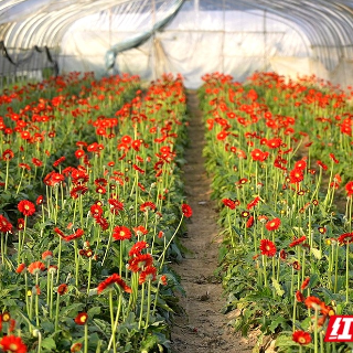 组图丨岳塘区七星村非洲菊盛放 绘就春日“调色盘”