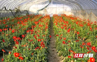 岳塘区七星村非洲菊盛放